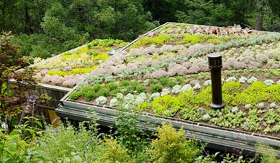 verschillende-soorten-sedum-dakpatroon